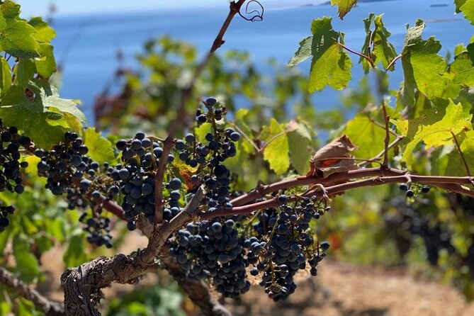 Authentic private viewpoint wine&dine tour - Ston: City Walls, Saltworks Still Working, and Oyster Tasting