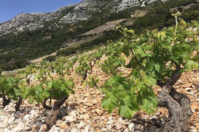 Classic Tour with Wine Tastings from Dubrovnik - Dubrovnik to Peljesac Peninsula, the small-group pace that keeps it fun