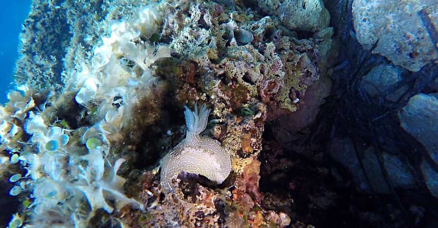 Dubrovnik: 1-Day Discover Scuba Diving Course - Key things to know before you go