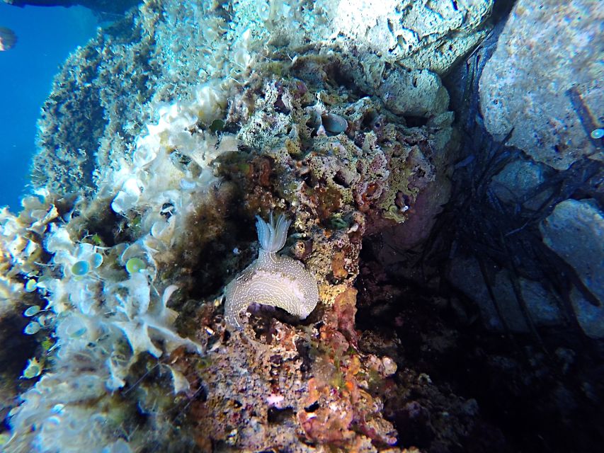 Dubrovnik: 1-Day Discover Scuba Diving Course - Dubrovnik palace check-in, without the stress
