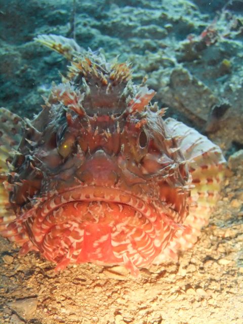 Dubrovnik: 1-Day Diving Package - Who this Dubrovnik scuba day fits best