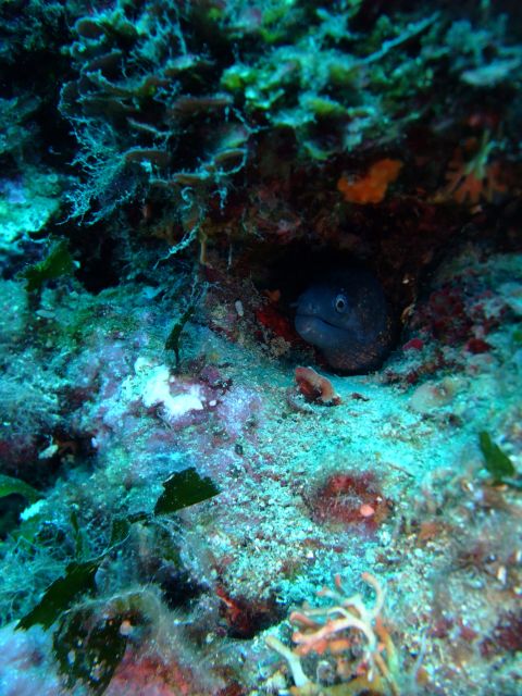 Dubrovnik: 1-Day Diving Package - What makes this area special: clear southern Adriatic water and fish you may not expect