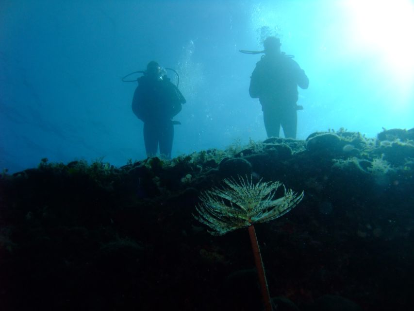 Dubrovnik: 1-Day Diving Package - Value check: is $164 worth it for two underwater sessions?