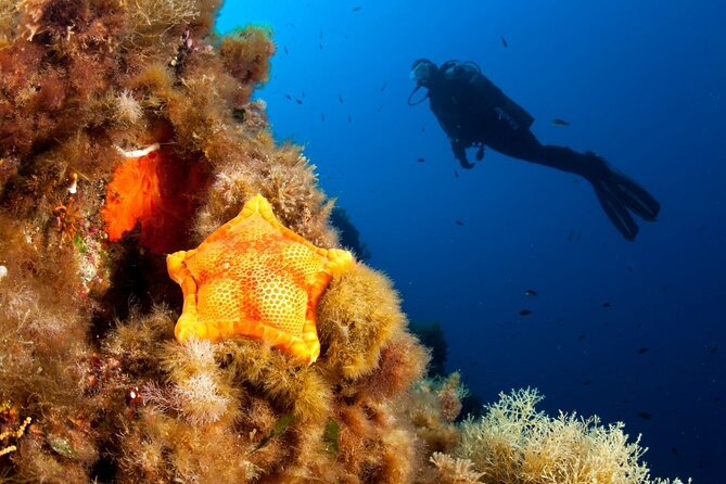 Dubrovnik 1 Dive for Certified Divers - A one-tank SCUBA outing that makes Dubrovnik feel real