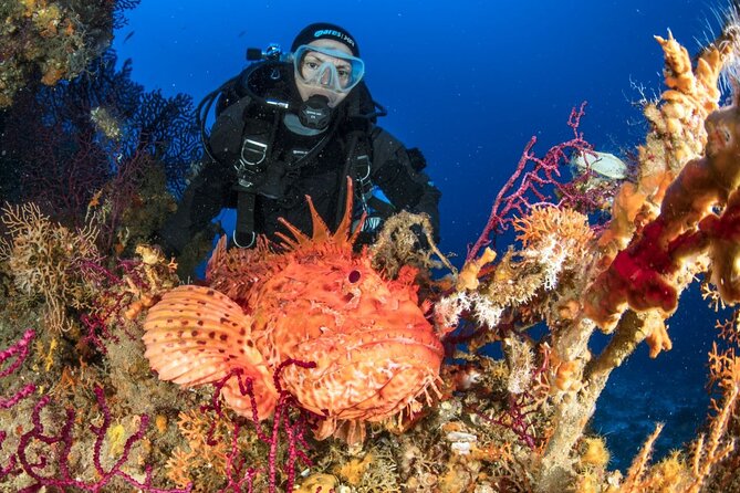 Dubrovnik 1 Dive for Certified Divers - Price and value: why $96.33 can work if you already know your gear needs