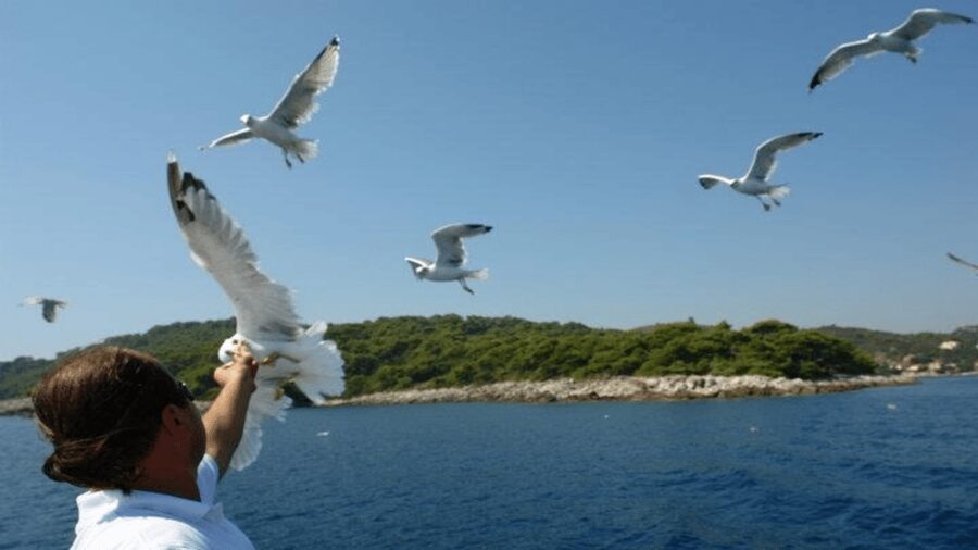 Dubrovnik: Elaphiti Islands Boat Cruise with Lunch & Drinks - Crew and boat comfort: the service that makes it easy
