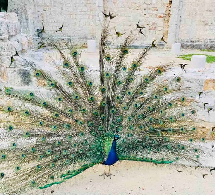 Dubrovnik: Lokrum Island and Betina Cave Boat Tour - Lokrum Island: gardens, monastery grounds, and Game of Thrones spots