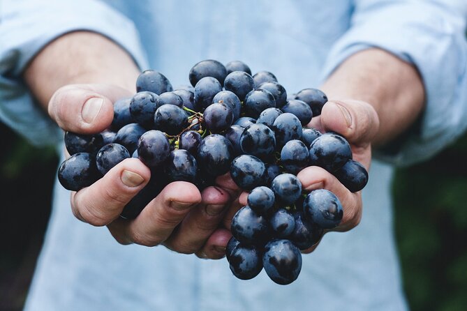 Dubrovnik Private Walking Tour and Wine - Wine bar tasting: price winning red and white with homemade snacks