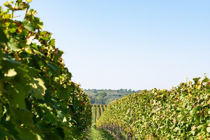 Dubrovnik Private Walking Tour and Wine - Old Town orientation: a 2 hour introduction you can actually use
