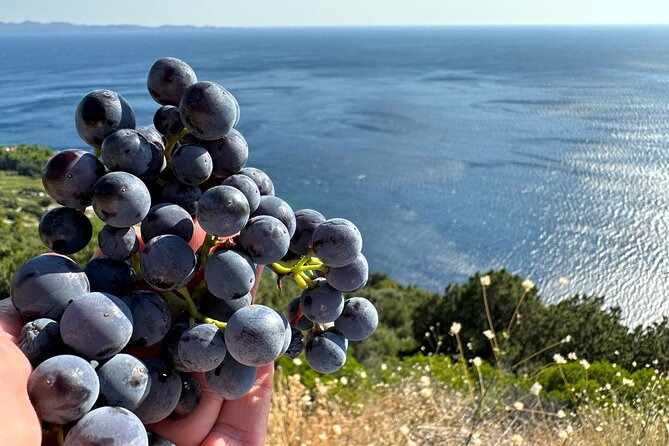 Dubrovnik Private Wine Tasting Tour to Peljesac Peninsula - Who this tour fits best, and who should choose something else