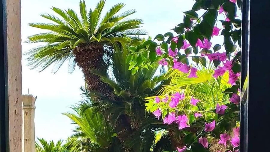 Dubrovnik Views & Trsteno Botanical Garden Experience - Key things I think you will care about