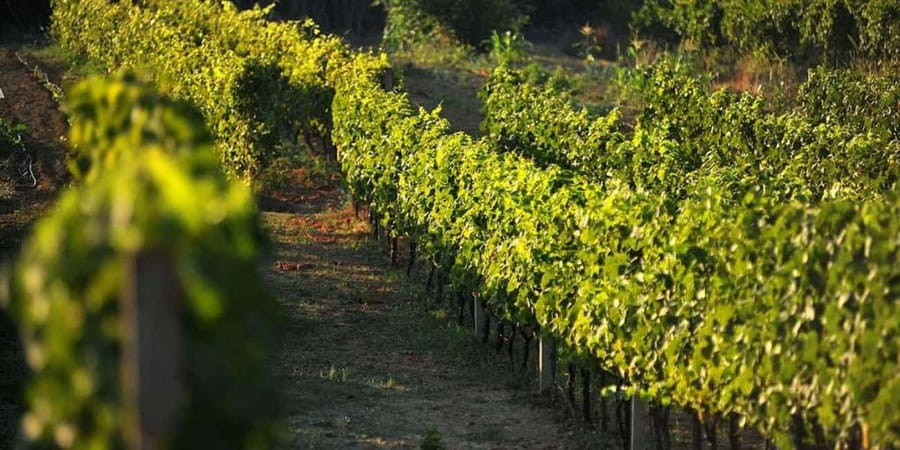 From Dubrovnik Konavle wine tasting tour and Cavtat - Brunch at the vineyard: the food that turns tasting into a meal