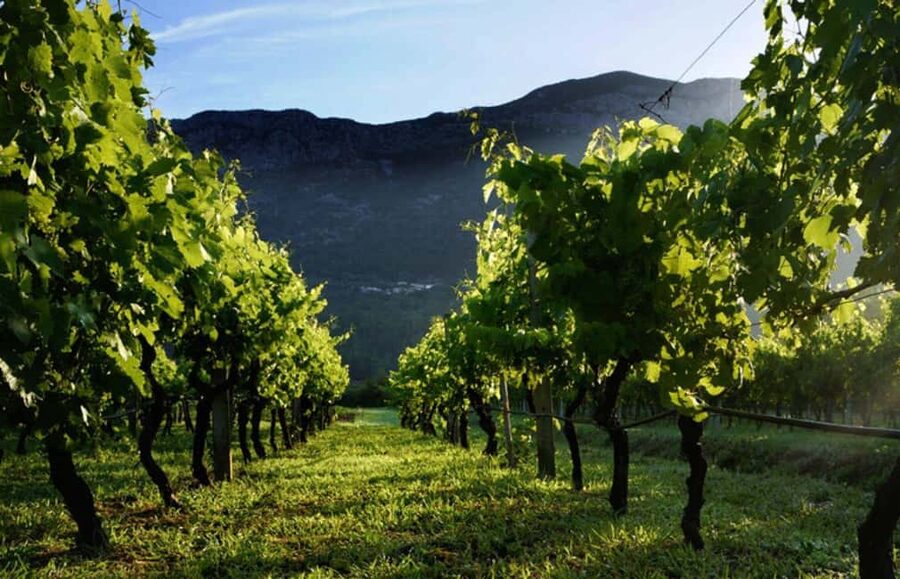 From Dubrovnik Konavle wine tasting tour and Cavtat - From Dubrovnik or Cavtat to the first wine stop