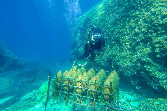 Full Day Private Tour to Trsteno, Ston and Pelješac Wineries - Pelješac Peninsula drive: the “less crowded” coast you can feel