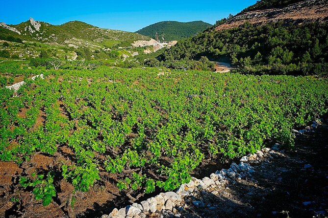 Half Day Tour - Deep and Dark Red Wine of Pelješac - Ston Walls, Salt Fields, and Coffee Time in a Small Town