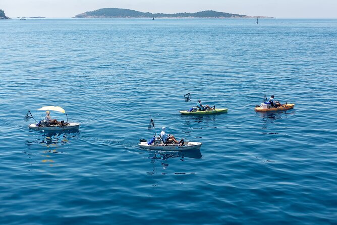 Kanjac Kayak Fishing Cavtat - Species you might catch off Cavtat