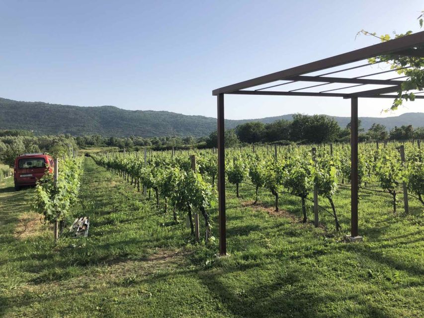 Konavle Valley: Private Half-Day Tour with Wine Tasting - The family winery experience: meeting the wine-maker and tasting the range