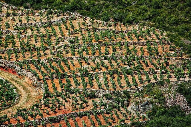 Korčula & Ston: Island Charms, Pelješac Delights & Wine Tasting - Pelješac winery tasting, what you should expect to learn