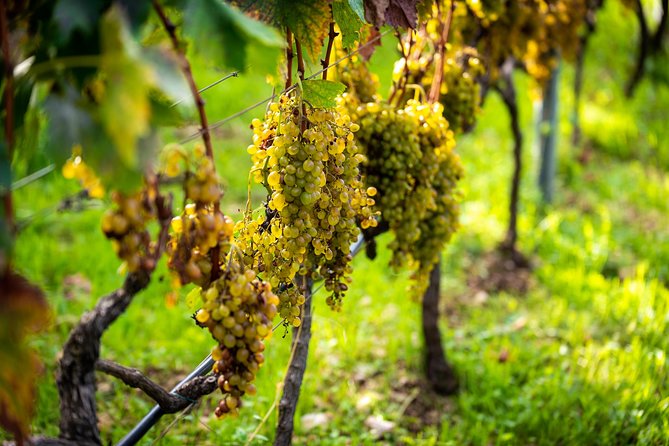 Olive farm & village - Tastings That Make the Time Worth It