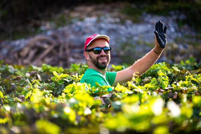 Olive farm & village - Ivica Vlašić and the Family-Farm Story You Can Follow