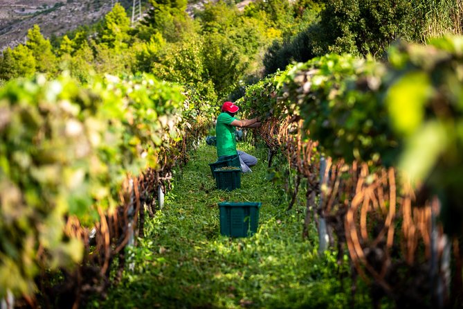 Olive farm & village - Practical Tips for a Smooth Morning on the Farm