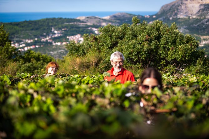 Olive farm & village - Should You Book Olive Farm & Village Near Dubrovnik?