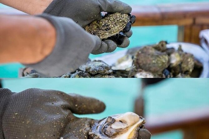 Oyster farm experience / Private day trip from Dubrovnik - Price and Logistics: What You’re Paying For, and What to Expect Extra