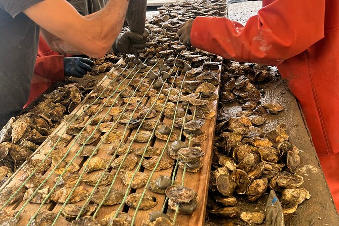 Oyster Farm, Ston and Winery Tour - Key highlights before you go