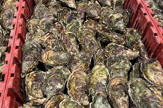 Oyster Farm, Ston and Winery Tour - Why this Dubrovnik half-day tour works so well