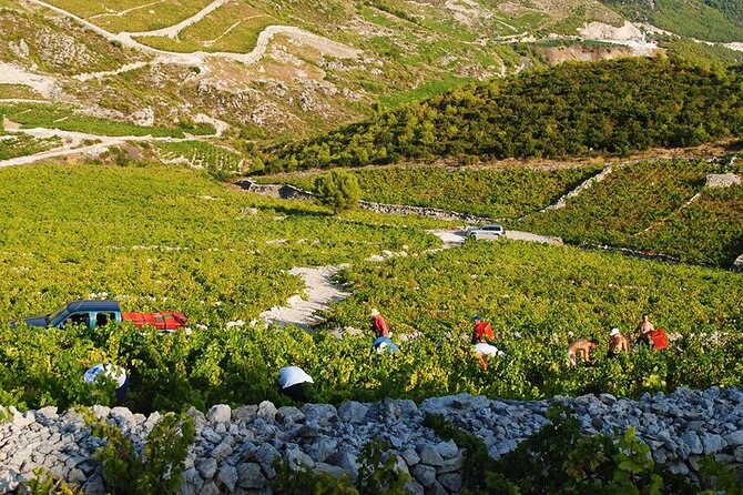 Oysters & Wine Tour From Dubrovnik (Small Group) - Price and value: what you’re really paying for