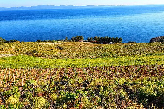 Peljesac and Ston Private Wine Tour with Tastings from Dubrovnik - Price and value: what $374.11 really buys