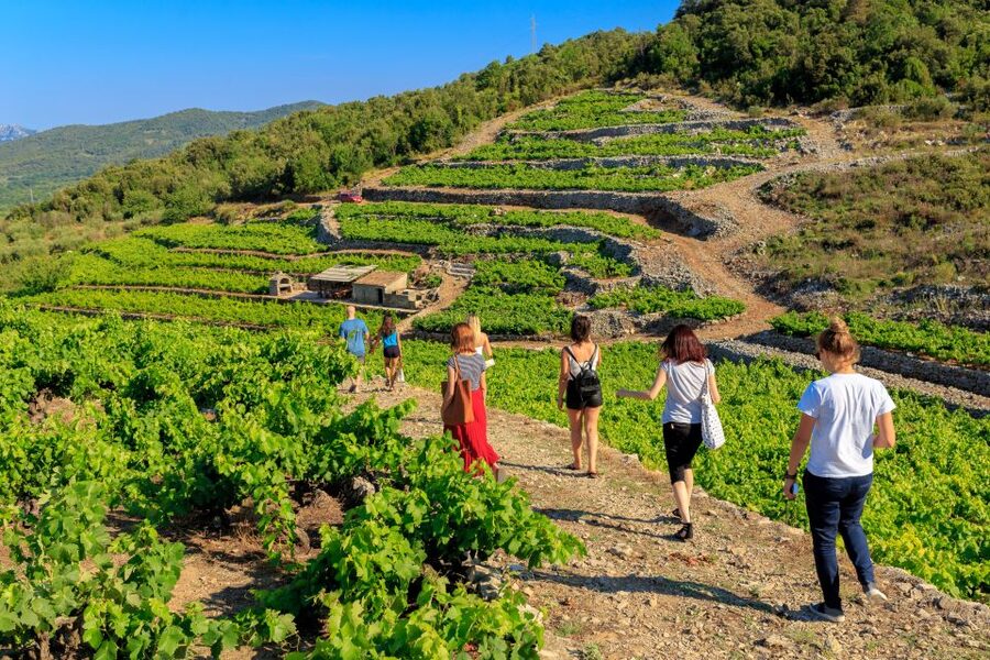 Pelješac Full-Day Wine and Food Tour from Dubrovnik - Winery visits that feel personal, not scripted