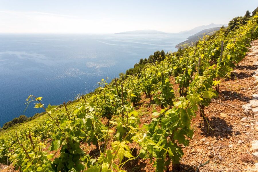 Pelješac Full-Day Wine and Food Tour from Dubrovnik - Ston salt works and a walk through a storied mini-city