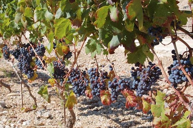 Peljesac Peninsula Day Trip from Dubrovnik: Wine Tasting and Ston Village Tour - Ston and Mali Ston: walls, salt history, and the oyster moment