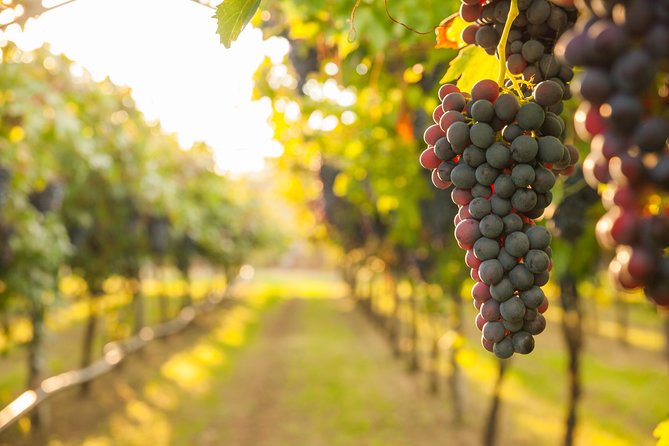 Peljesac Peninsula Wine Tasting Luxury Tour from Dubrovnik - Peljesac Peninsula luxury, what you are really buying