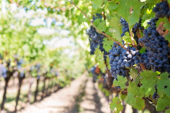 Peljesac Peninsula Wine Tasting Luxury Tour from Dubrovnik - Oyster breeding ground and the white wine pairing that makes it special