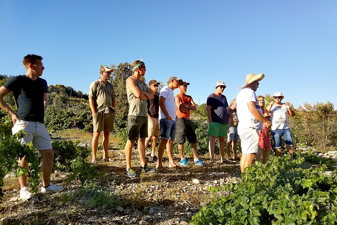 Peljesac&Ston Small-Group Food & Wine Experience from Dubrovnik - Peljesac Peninsula wine tastings: family-run wineries and biodynamic or organic focus