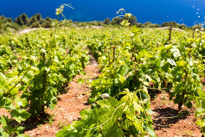 Peljesac&Ston Small-Group Food & Wine Experience from Dubrovnik - Pickup, timing, and why the logistics are actually simple