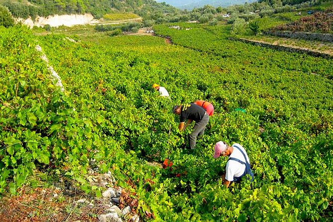 Peljesac Vineyards & Oysters - Private Day Trip from Dubrovnik-Mercedes Vehicle - Milos Winery, Matusko Winery, Grgic Vina: a focused tasting run