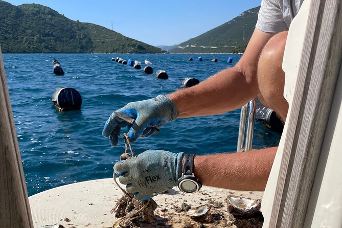Pelješac - Wine, Oysters and Food Experience from Dubrovnik - Price and value: is $420.55 per person fair?