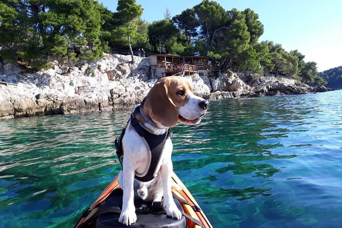 'Pomalo' Guided Sea Kayaking Tour in Cavtat - Key points you should care about