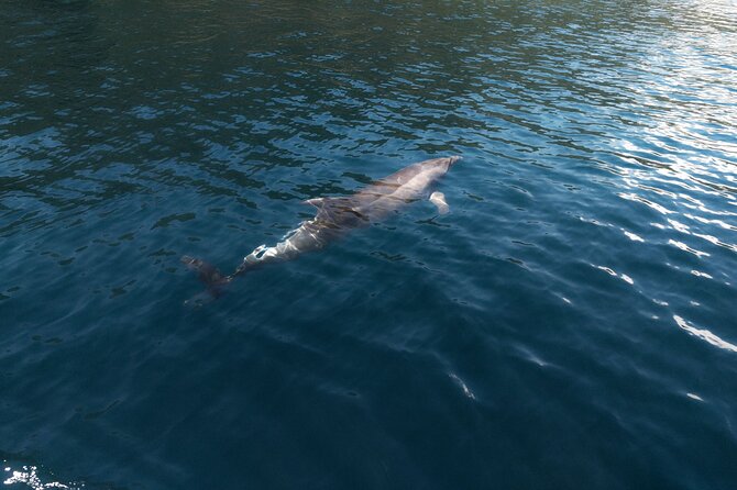 Private Boat Tours Dubrovnik Beach stops and Blue Cave tour - What’s included onboard, and what you should bring