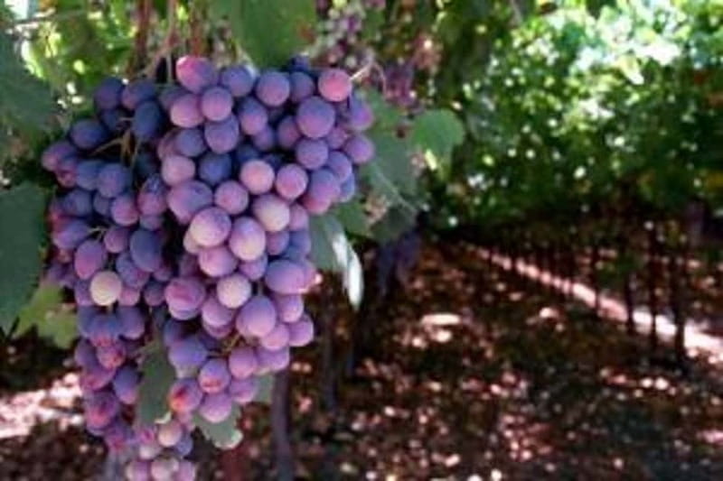 Private Full-Day Wine Tour from Dubrovnik to Peljesac - Ston Oysters and Wine: More Than a Quick Stop