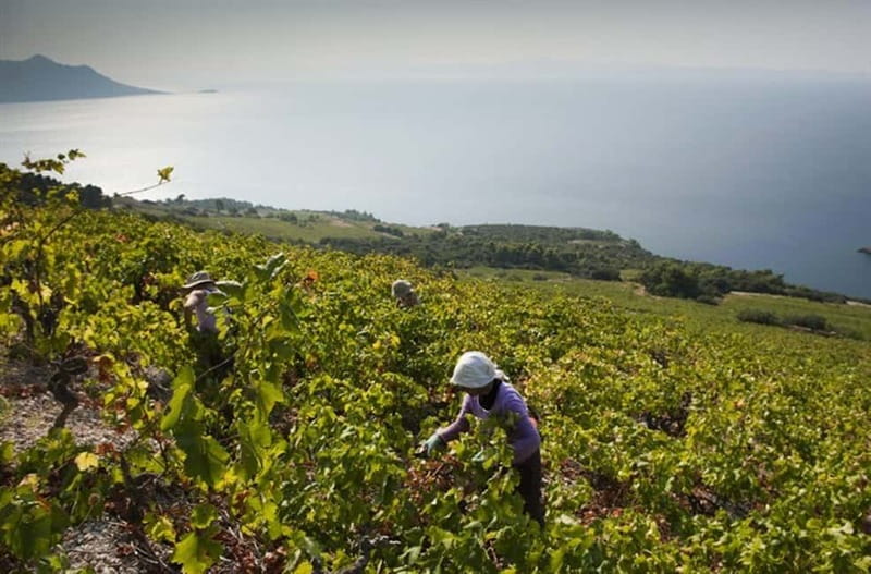 Private Full-Day Wine Tour from Dubrovnik to Peljesac - Who This Tour Suits Best (And Who Might Want a Different Plan)
