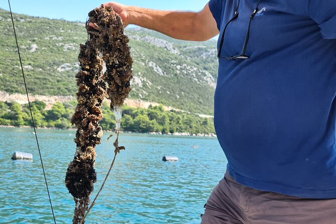 Private Oyster and Wine Tasting Day Trip along Peljesac - Matusko Winery tasting, from cellar tour to Peljesac reds