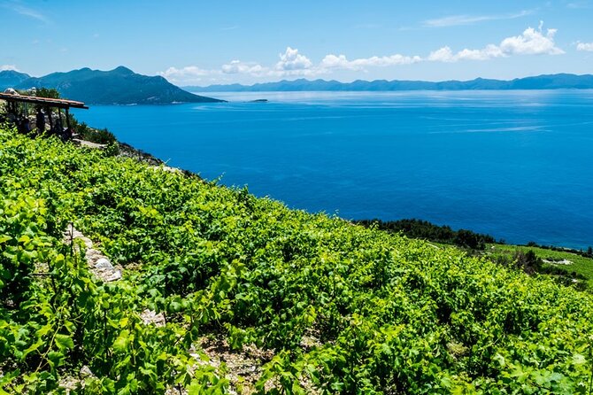 Private Oyster & Wine Tasting in Croatia - Private Pickup from Dubrovnik, Then Straight to Ston