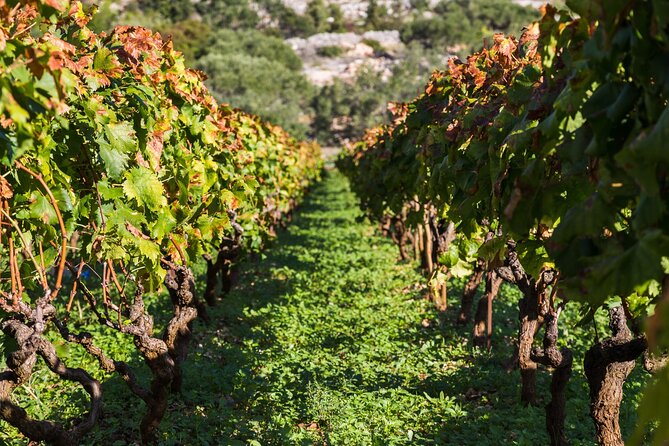 Private Tour: Ston and Peljesac Peninsula Day Trip with Wine Tasting - The Dubrovnik to Peljesac drive: Tudman Bridge and the coast in full view