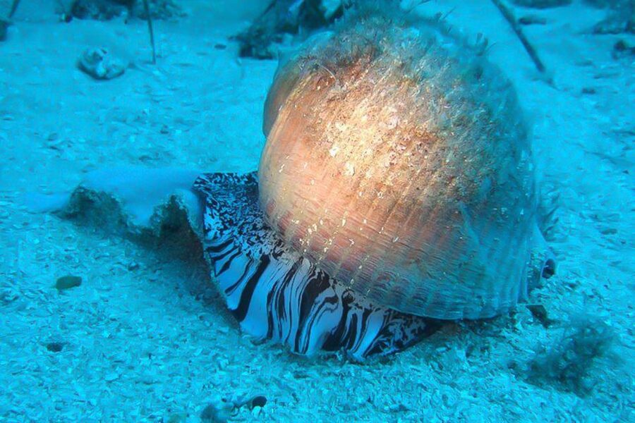 Scuba Diving in Dubrovnik: 1 Dive for Certified Divers - Key highlights you will care about