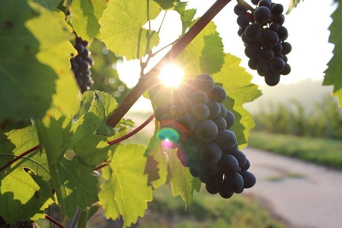 Ston and Peljesac with Wine Tasting Private Tour - Peljesac: the wine peninsula that mixes nature, history, and vineyards