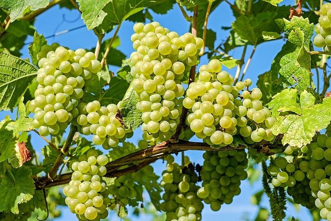 Ston and Peljesac with Wine Tasting Private Tour - Ston in 40 minutes: salt fields, huge walls, and seafood farming